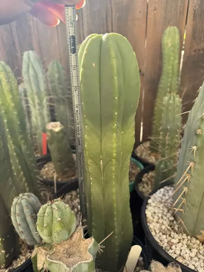 plant/Haynes x Aaron 12” cutting SCOP-0-thumbnail