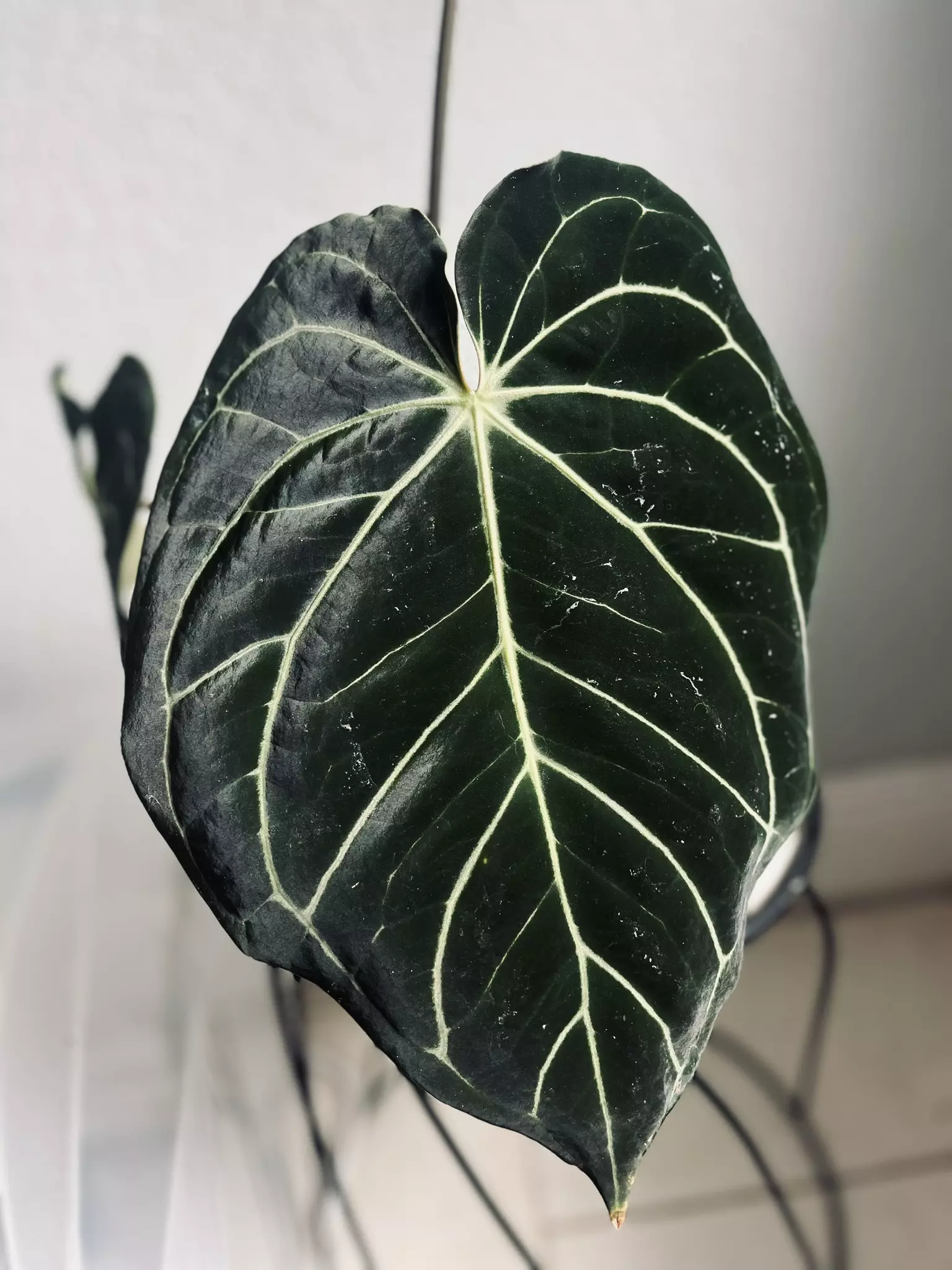 plant/Barry noid x (Carla x Bess)-3