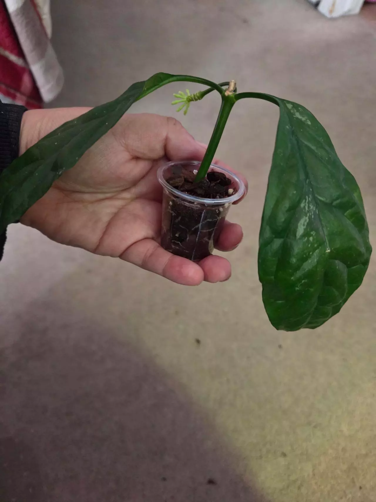 plant/Hoya decipulae Rooted-0