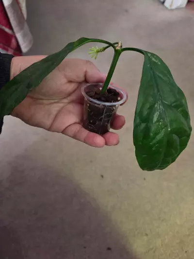 plant/Hoya decipulae Rooted-0-thumbnail