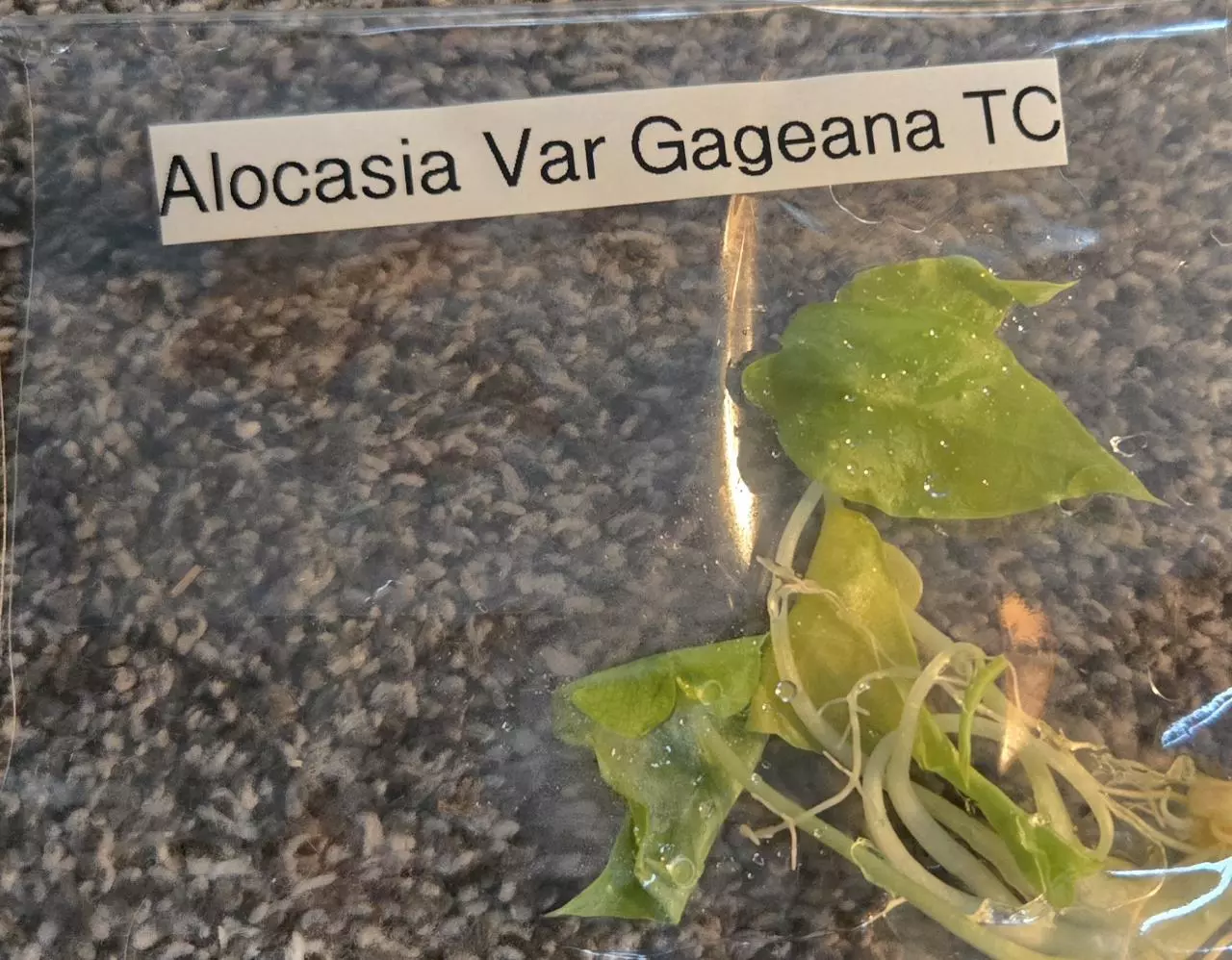 plant/Alocasia Variegated Gageana-0