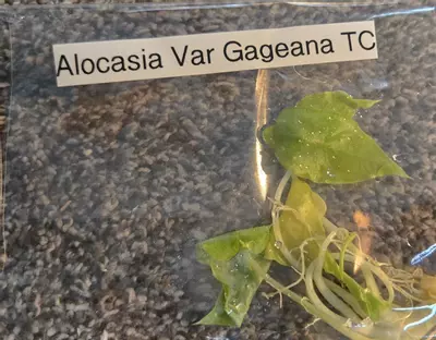 plant/Alocasia Variegated Gageana-0-thumbnail