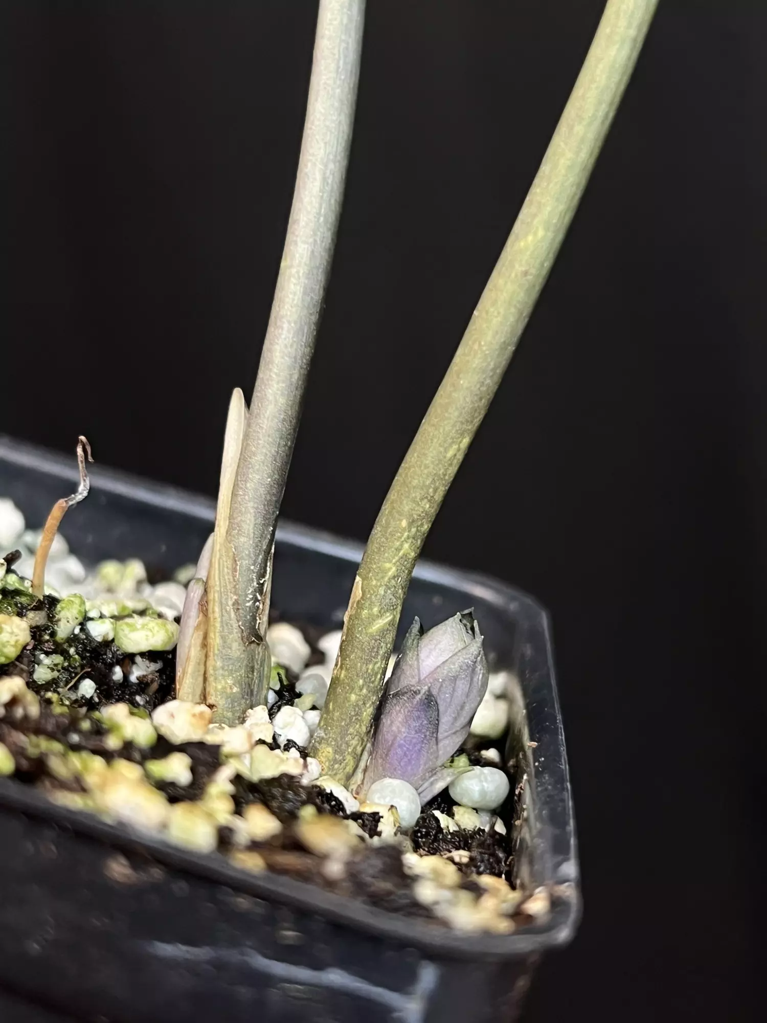 plant/Cyanastrum cordifolium about to flower!!-1