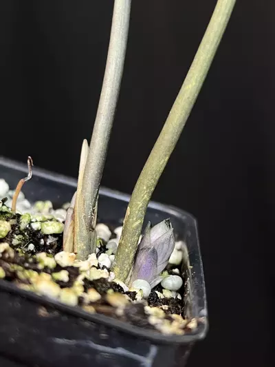 plant/Cyanastrum cordifolium about to flower!!-1-thumbnail