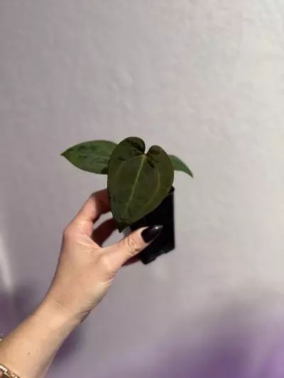 plant/Exact plant RC x aos-0-thumbnail