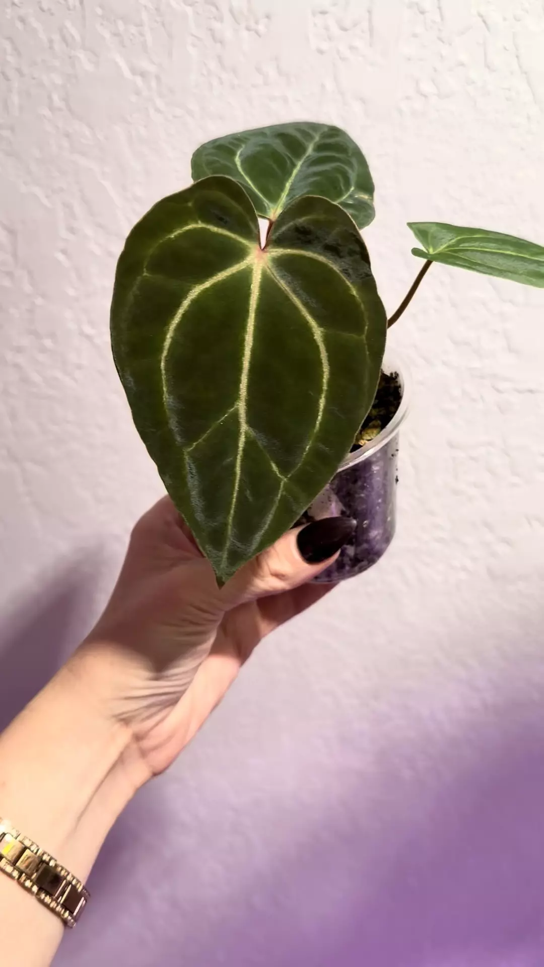 plant/Barry noid x (Carla x Bess)-1