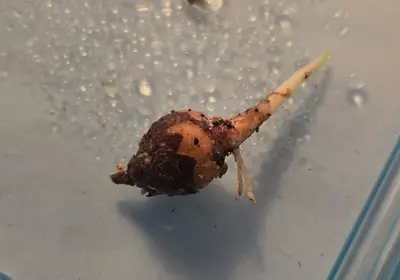 plant/Mystery Corm-0-thumbnail