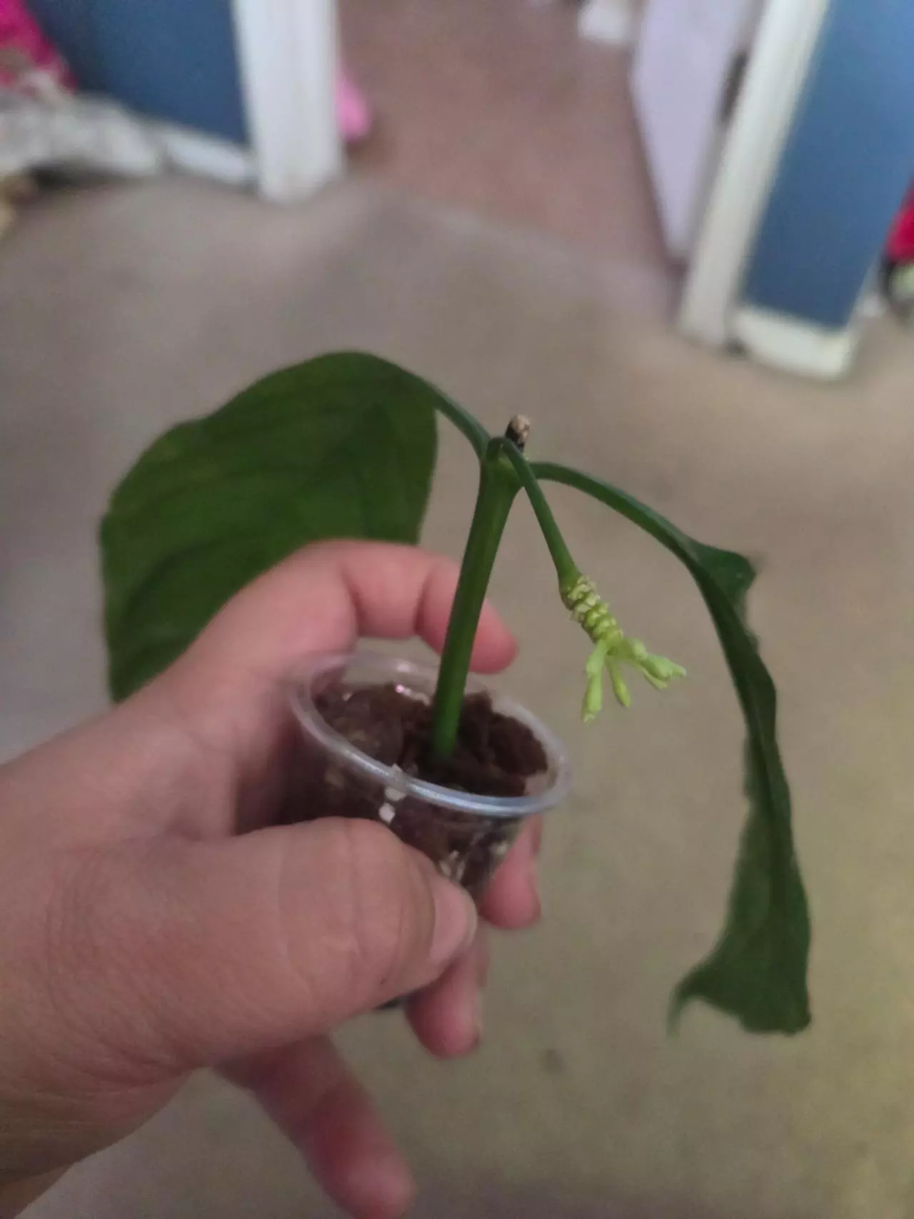 plant/Hoya decipulae Rooted-1