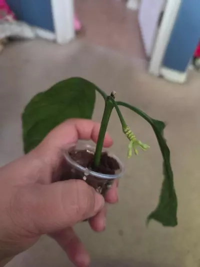 plant/Hoya decipulae Rooted-1-thumbnail