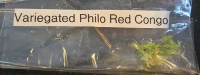 plant/Var Philodendron Red Congo (4+)-1-thumbnail