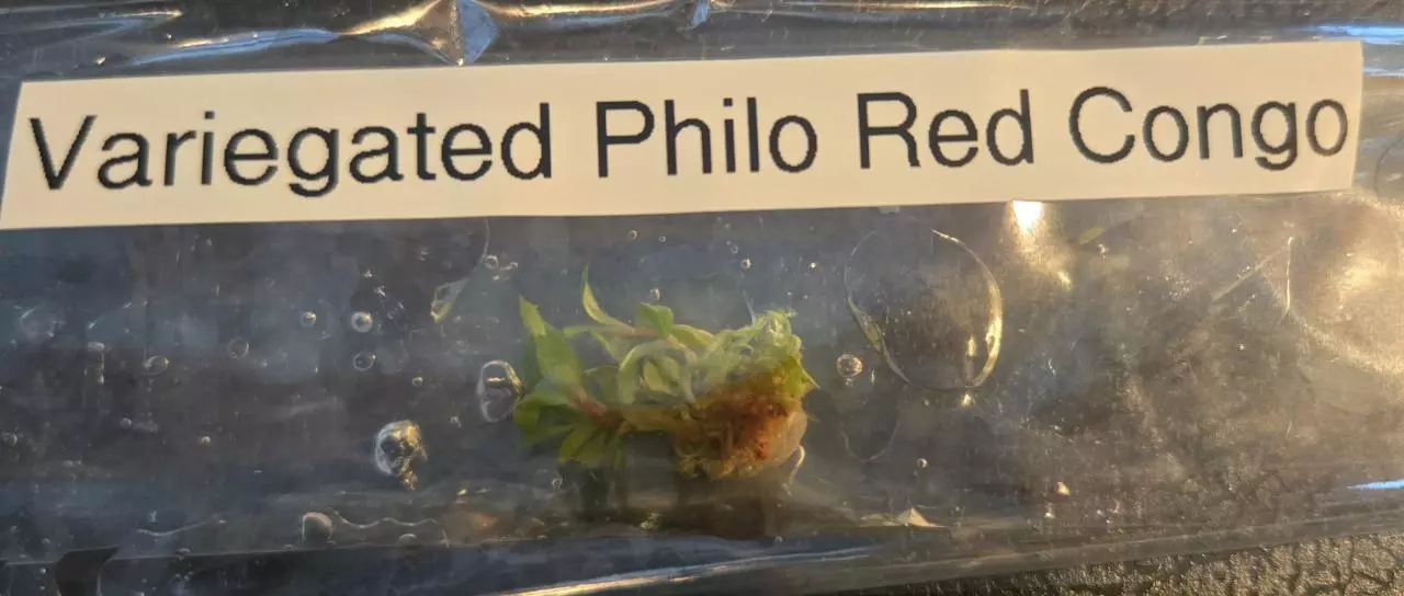 plant/Var Philodendron Red Congo (4+)-0