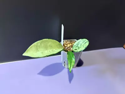 plant/AH 074-0-thumbnail