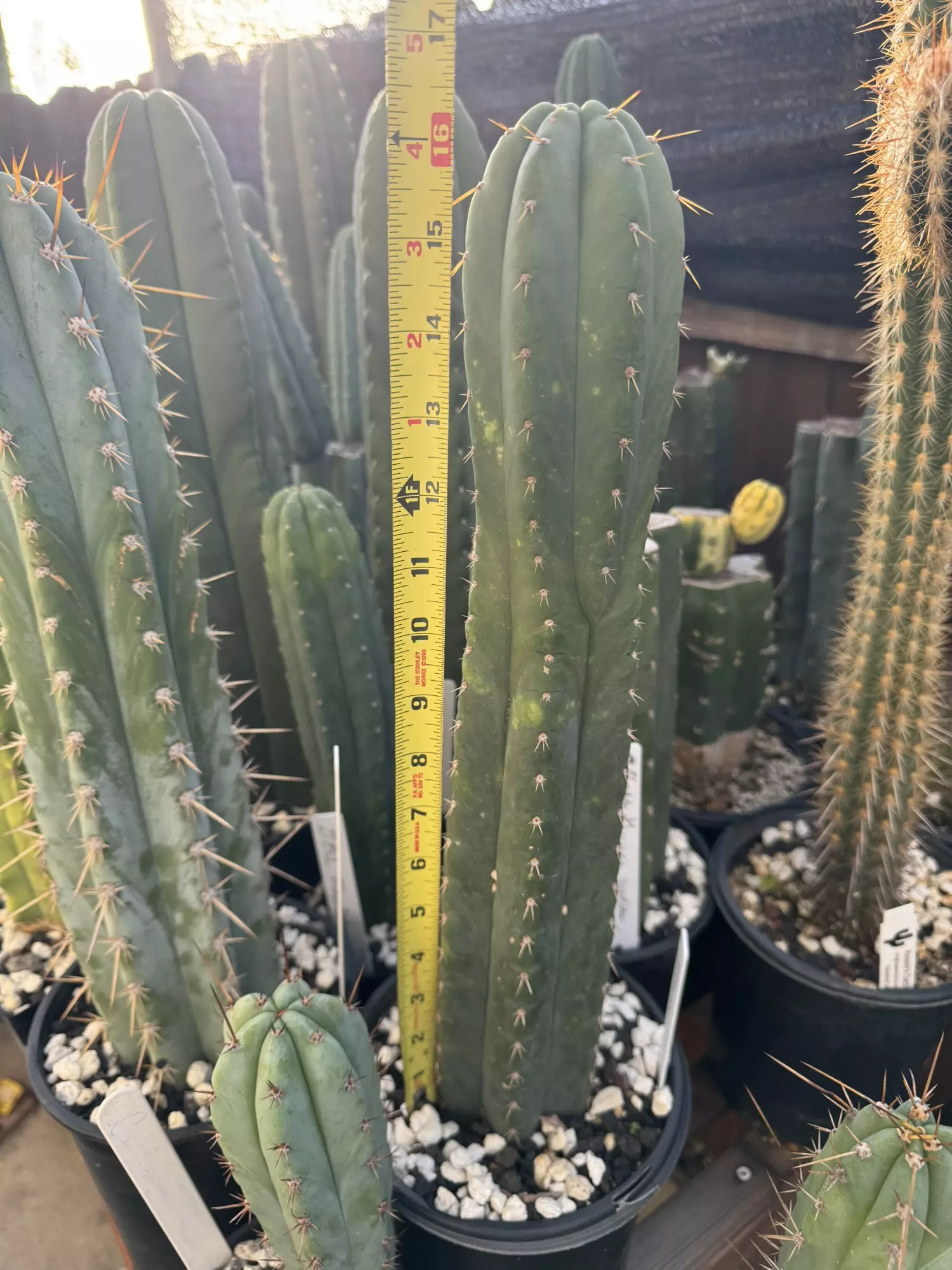 plant/Yowie, full rooted plant-0