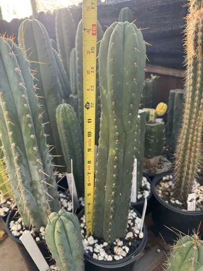 plant/Yowie, full rooted plant-0-thumbnail