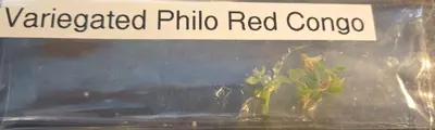 plant/Var Philodendron Red Congo (4+)-3-thumbnail
