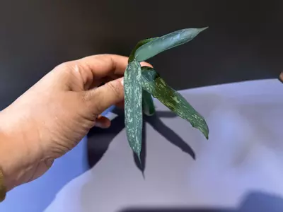 plant/Pandurata splash ( 2 cuttings)-0-thumbnail