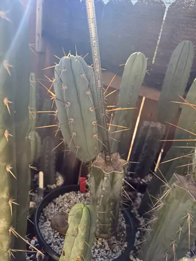 plant/Marilyn Blue Peru No.1-0-thumbnail