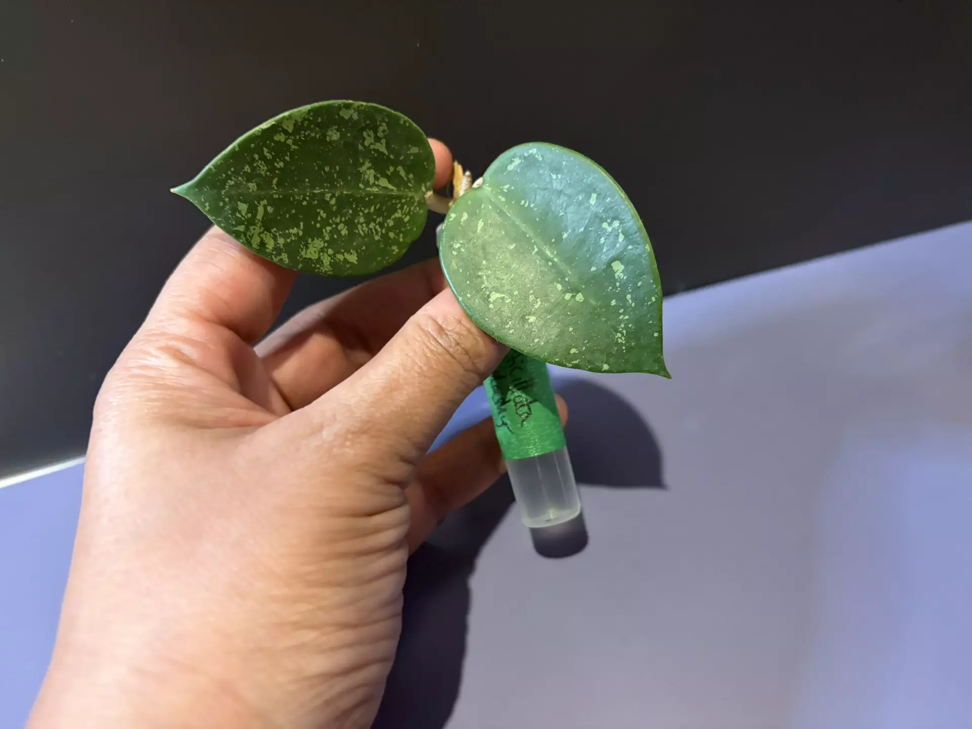 plant/Verticillata splash cutting-0