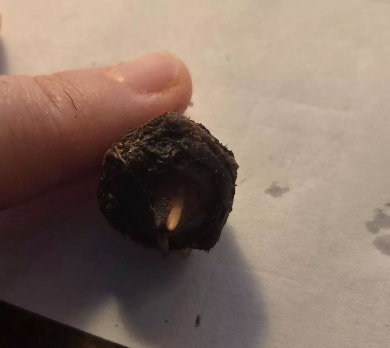 plant/Alocasia Polly Corm-0