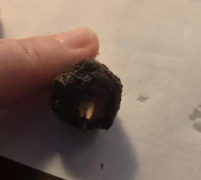 plant/Alocasia Polly Corm-0-thumbnail