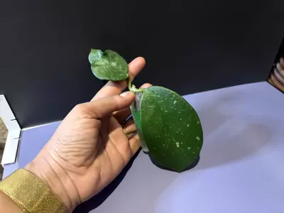 plant/Diversifolia cutting-0-thumbnail