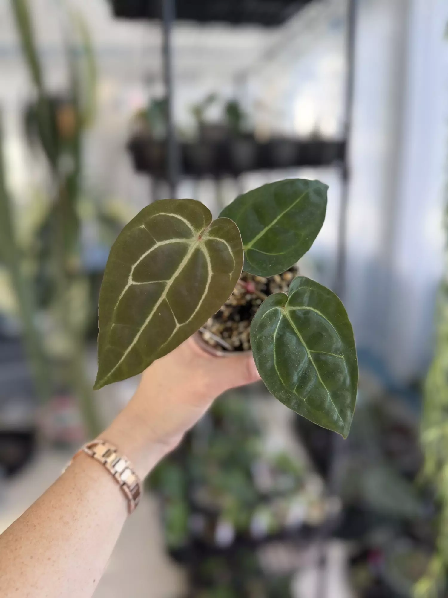 plant/(Carla x bvep)x RC (purple emergent)-0