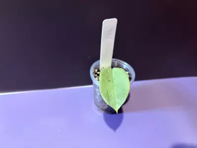 plant/Grey Ghost-0-thumbnail