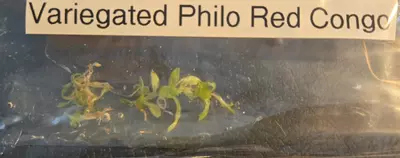 plant/Var Philodendron Red Congo (4+)-2-thumbnail