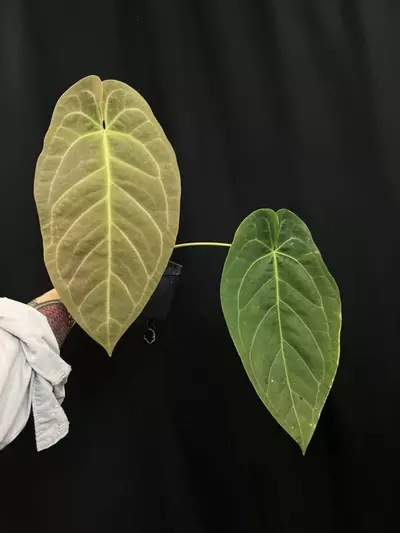 plant/A. Red Crystal x papillilaminum-0-thumbnail