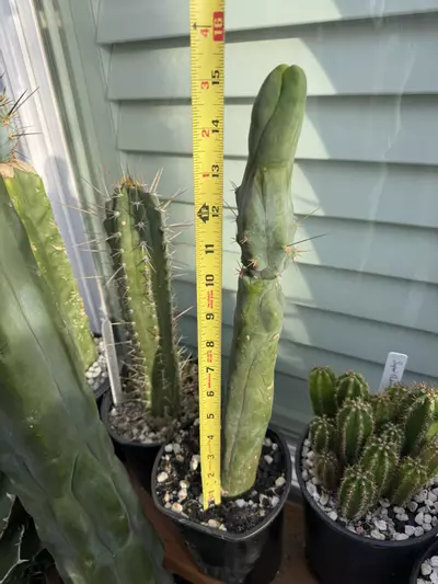 plant/TBM Longform -0-thumbnail