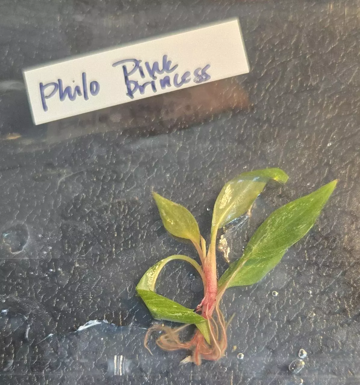 plant/Philodendron Pink Princess-0