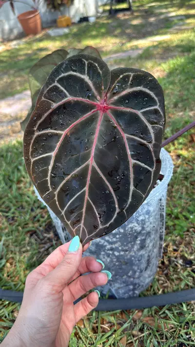 plant/Exact plant RC x aos-2-thumbnail