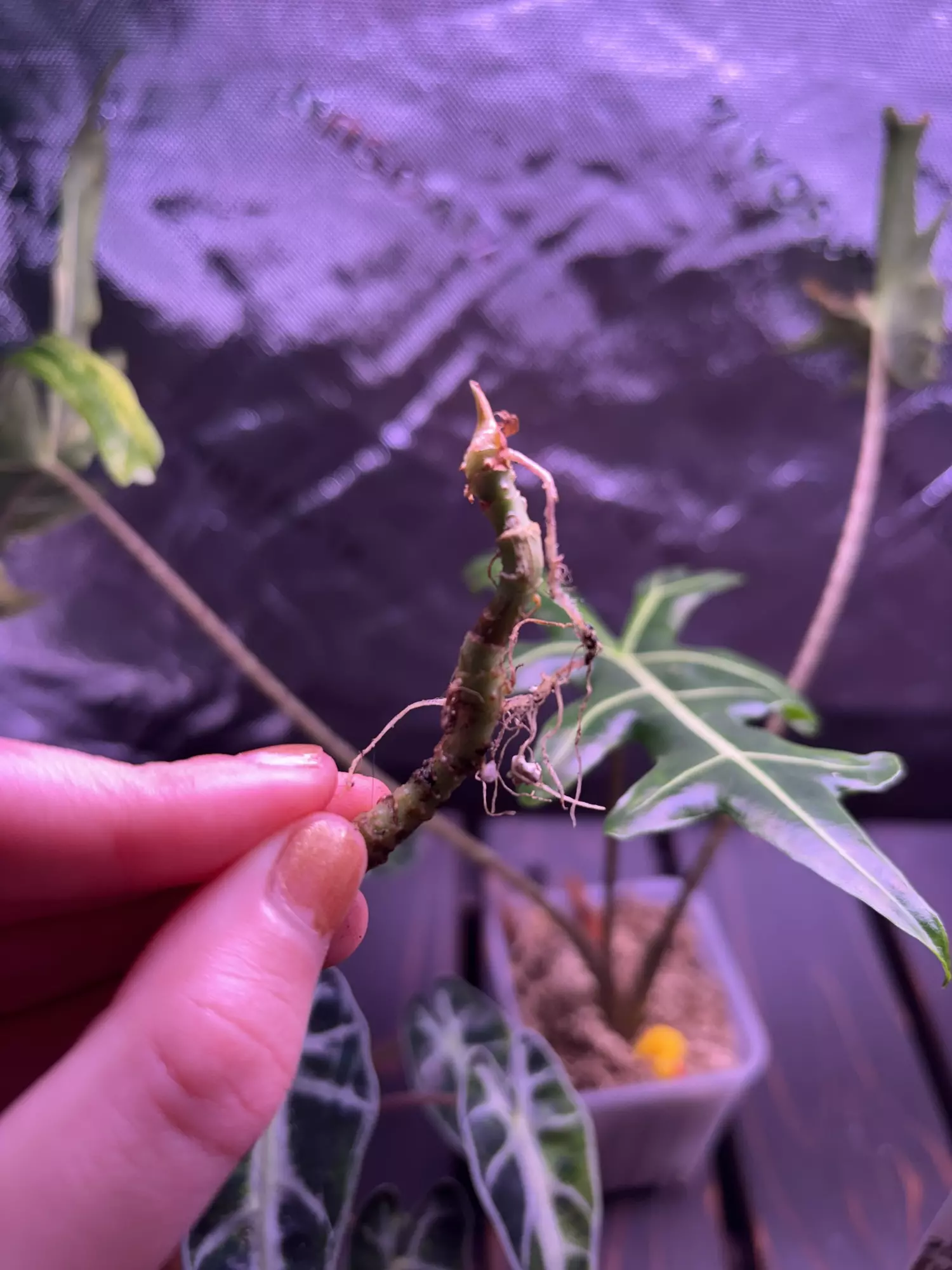 plant/Watsoniana Pink Rhizome (must be ordered with any other item/plant)-0