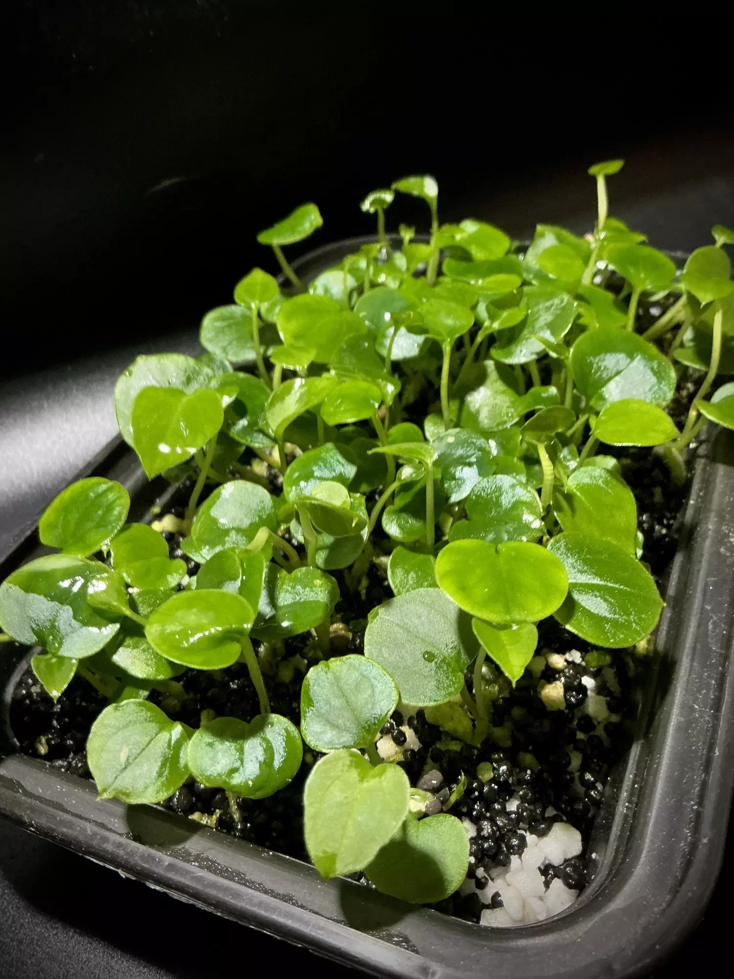 plant/🆕SKG Gray x Delta Dawn Seedling-1