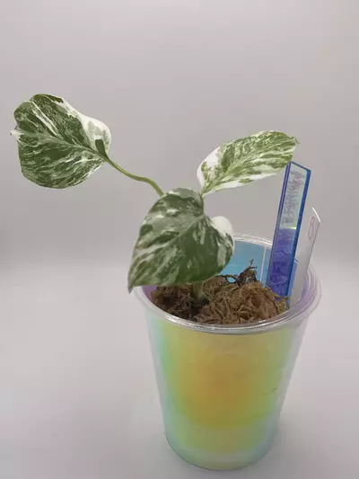 plant/Monstera Albo ‘B’-0-thumbnail