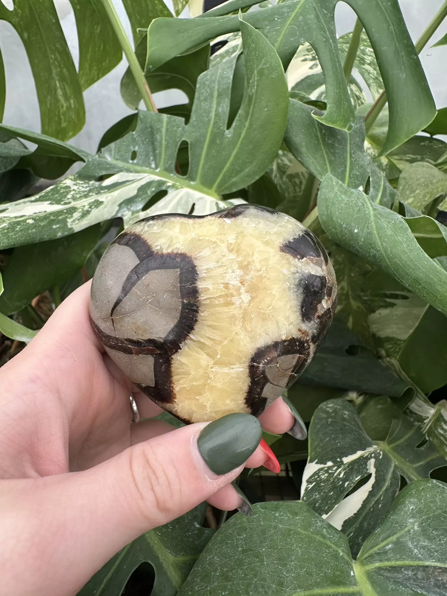 plant/PSS-0588 Septarian Heart-0