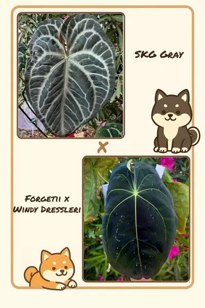 plant/🆕SKG Gray X (Forgetii x Windy Dress) Seedling-0-thumbnail