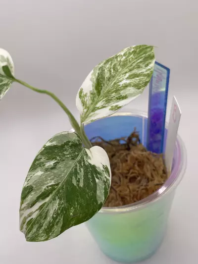 plant/Monstera Albo ‘B’-1-thumbnail