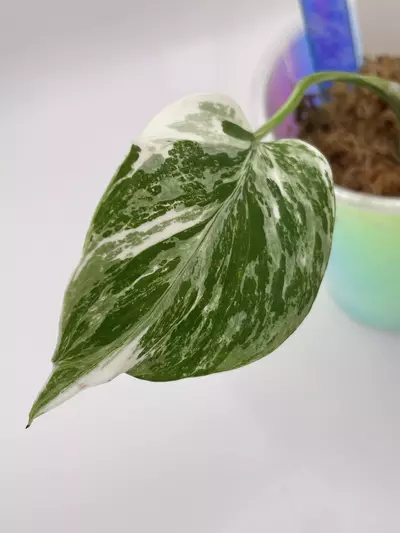 plant/Monstera Albo ‘B’-2-thumbnail