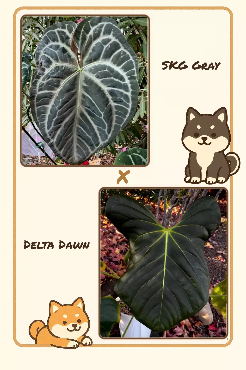 plant/🆕SKG Gray x Delta Dawn Seedling-0