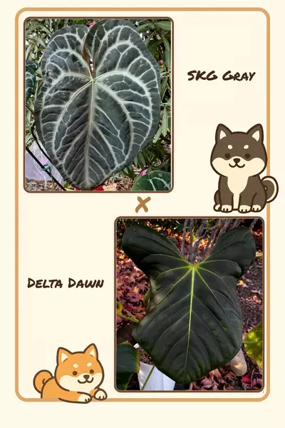 plant/🆕SKG Gray x Delta Dawn Seedling-0-thumbnail