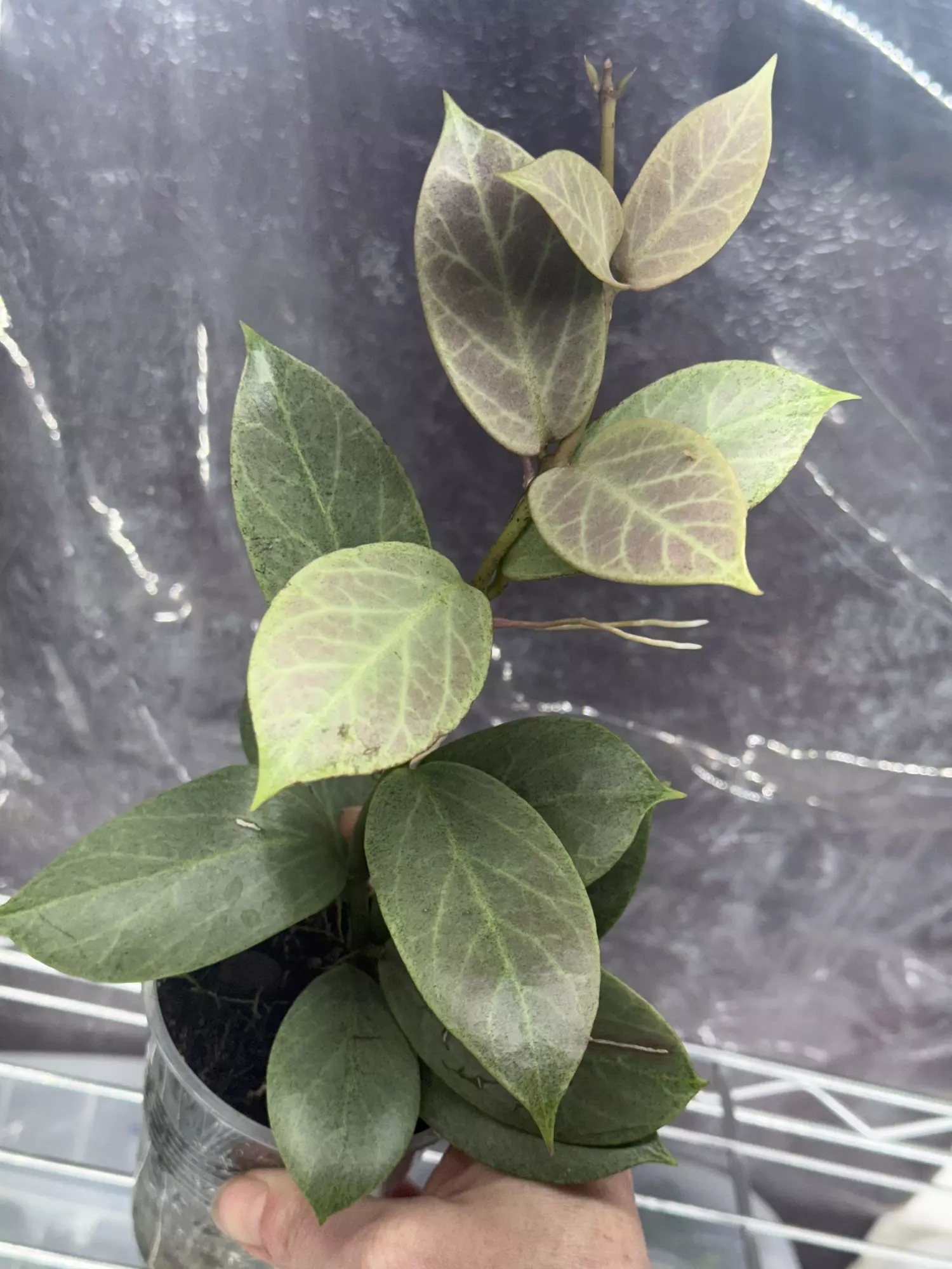 plant/Hoya rtd 1008 02 sister pod to Rowena sunrise x obovata fresh cutting-0