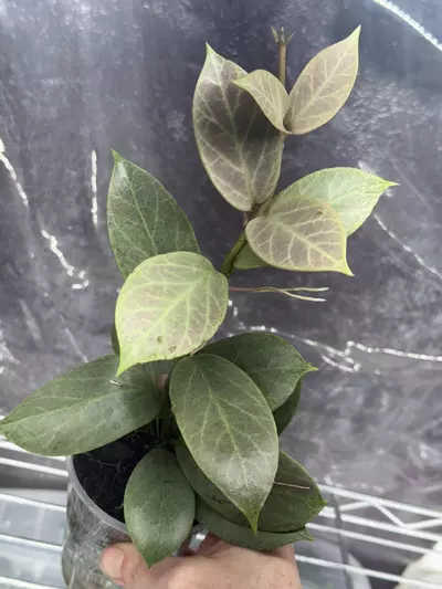 plant/Hoya rtd 1008 02 sister pod to Rowena sunrise x obovata fresh cutting-0-thumbnail