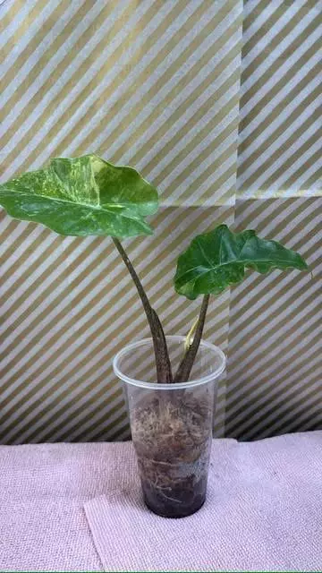 plant/Low rider Aurea -0