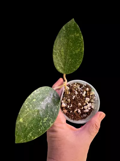 plant/Hoya EPC600 very splash sunstresses purple -0-thumbnail