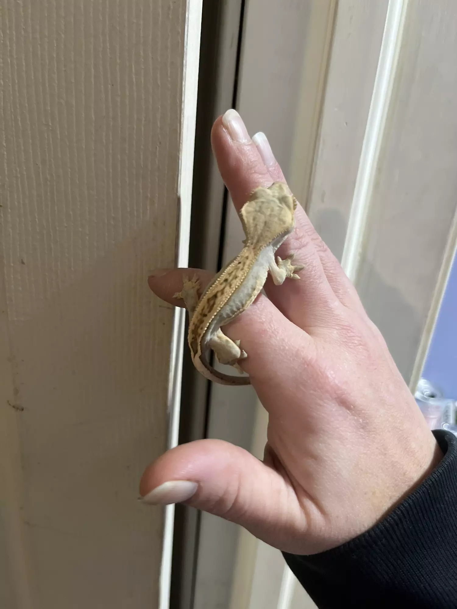 plant/Lavender quadstripe unsex 6g 6/10/25-2