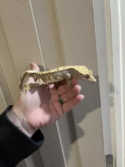 plant/Tricolor Harlequin male 32g-2-thumbnail