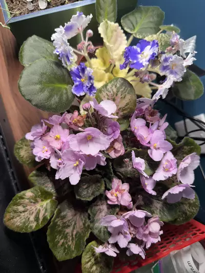 plant/Insulation or padded mailer-0-thumbnail