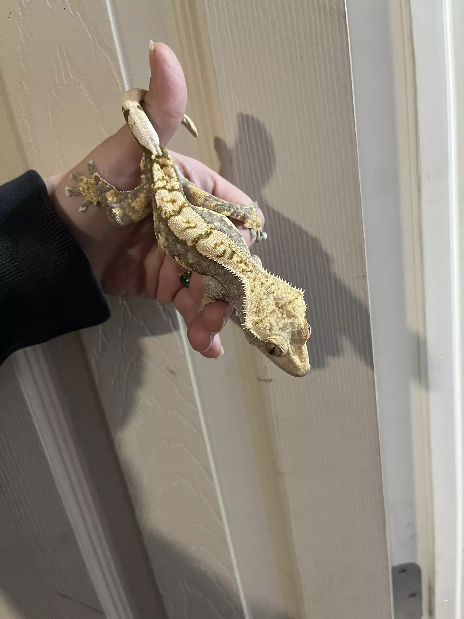 plant/Tricolor Harlequin male 32g-1