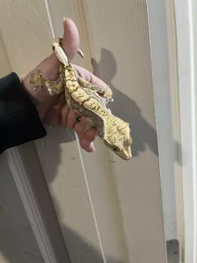 plant/Tricolor Harlequin male 32g-1-thumbnail